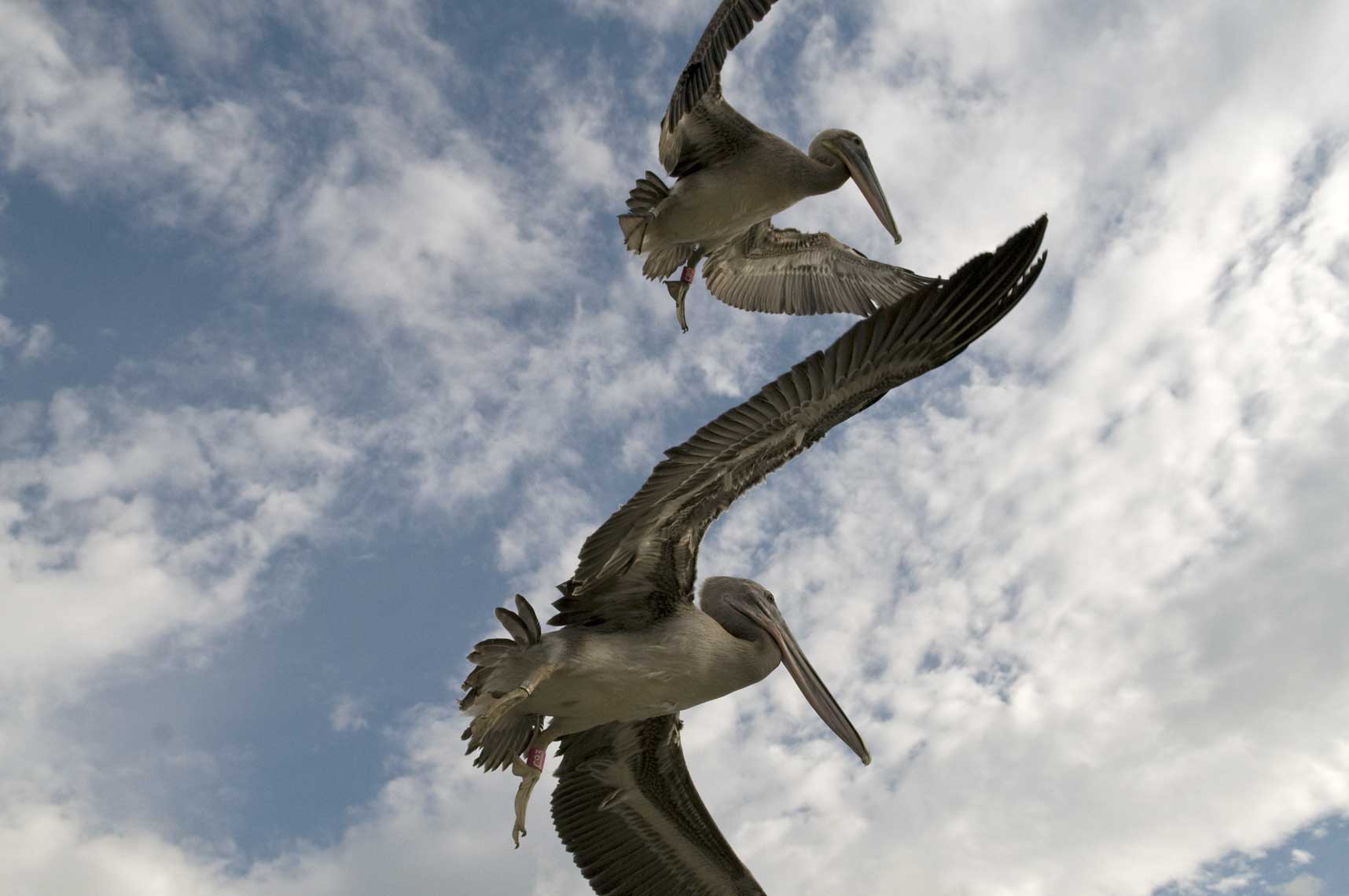 brown-pelicans-flying-after-release-from-rehab