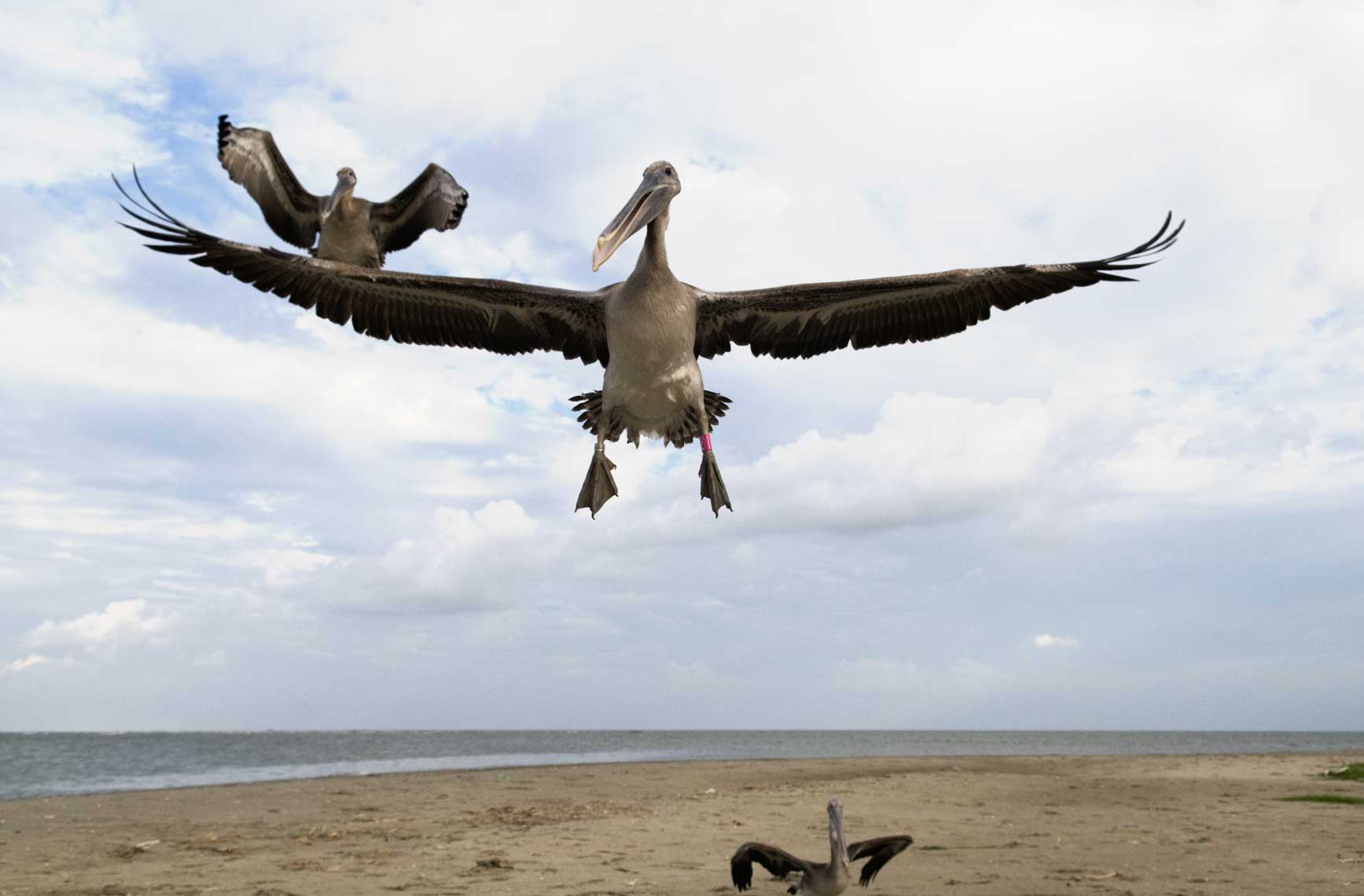 brown-pelicans-in-flight-after-release-from-the-oil-spill