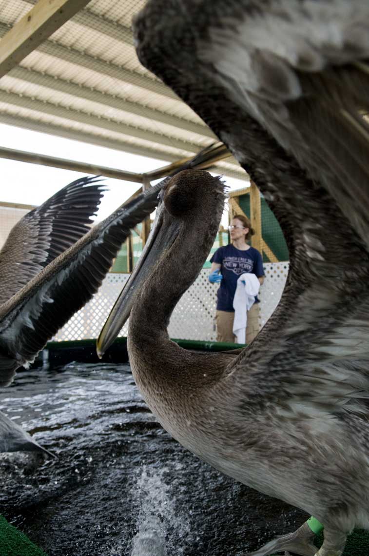 brown-pelicans-in-recovery