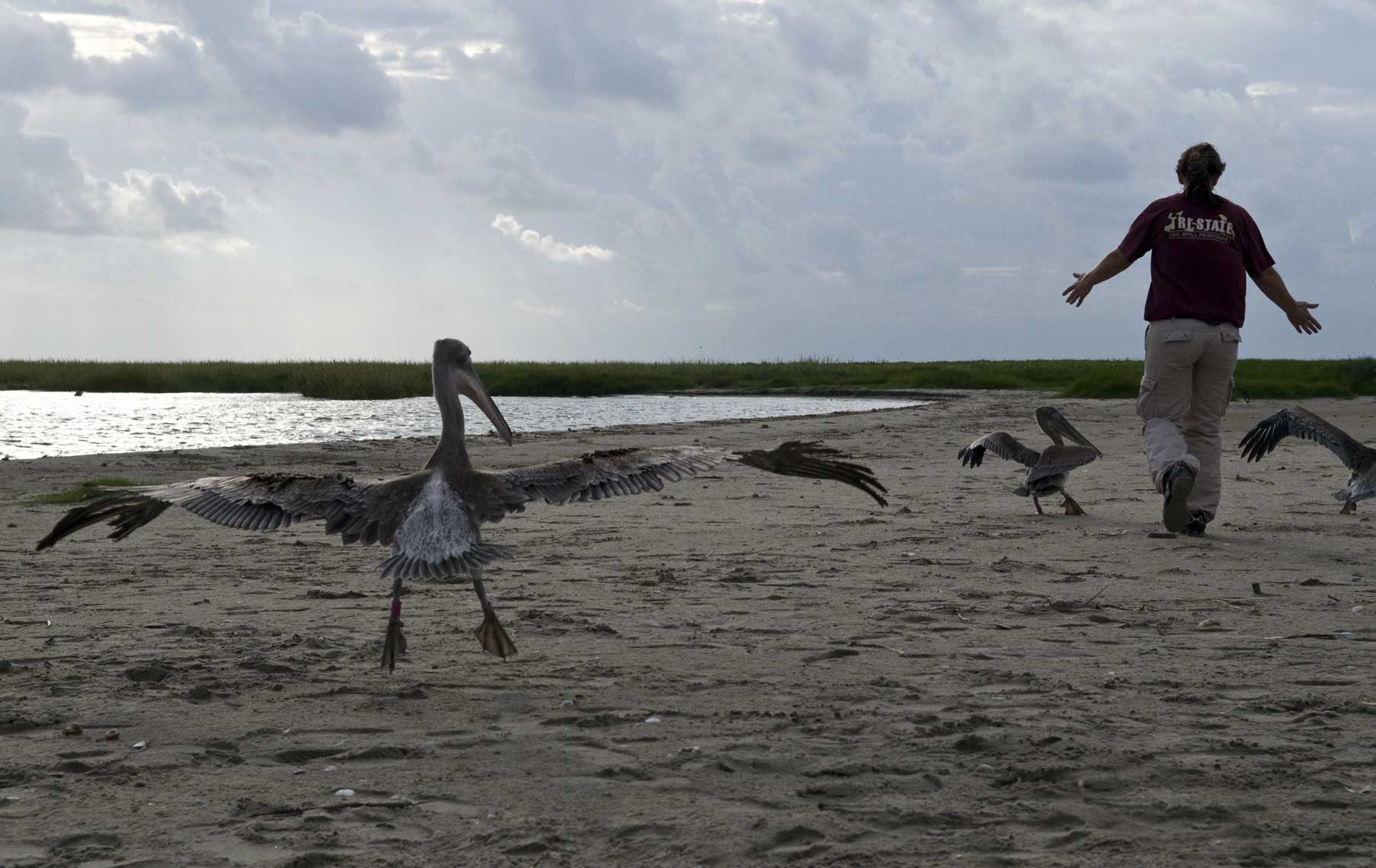 chasing-brown-pelicans-to-fly-away-during-their-release