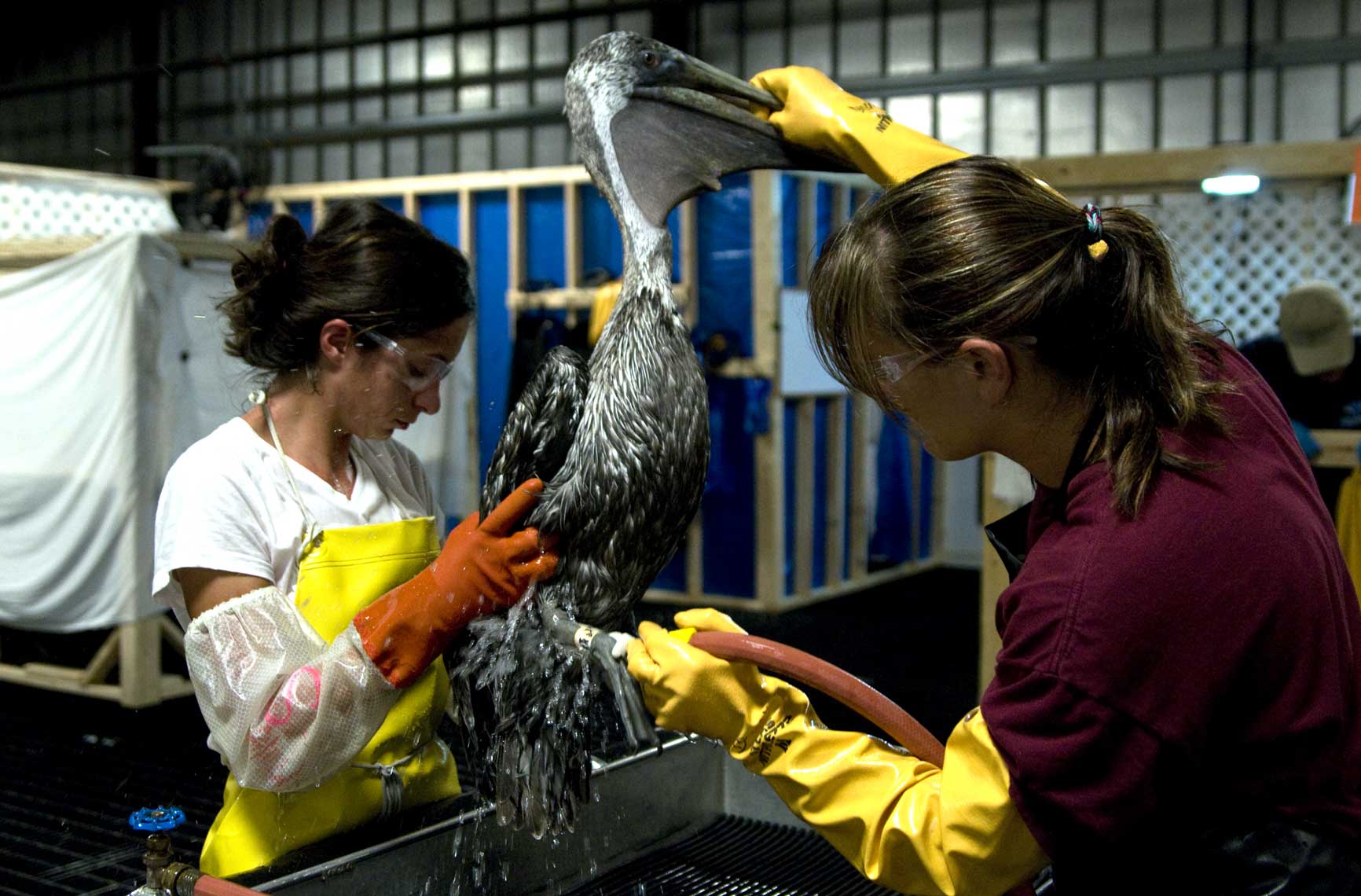 cleaning-oil-from-brown-pelican-during-Gulf-oil-spill