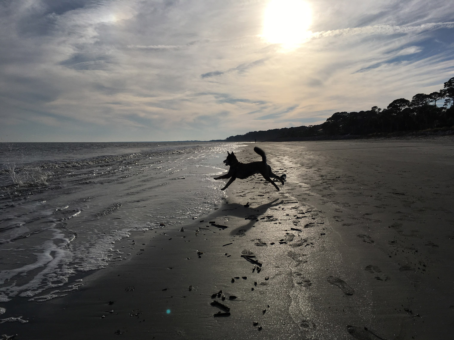 dog-leaping