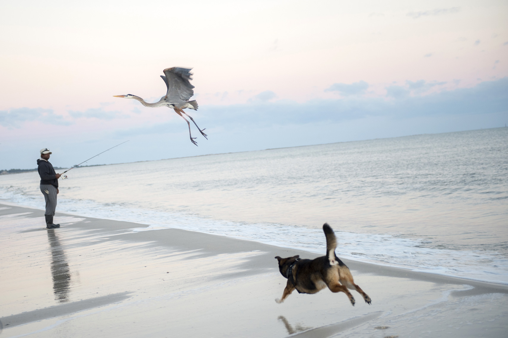 dog_chasing_heron