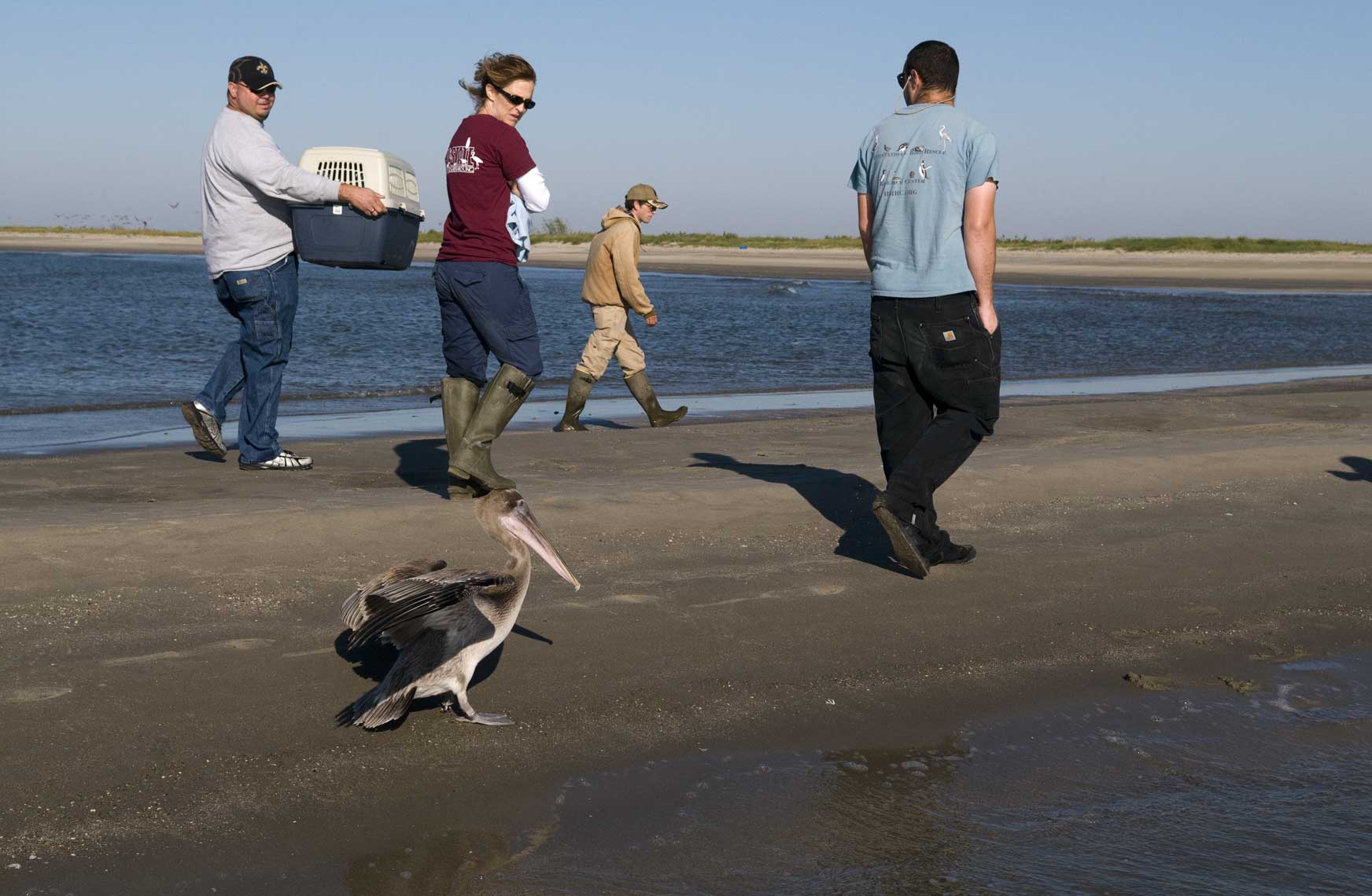 domesticated-brown-pelican-following-humans