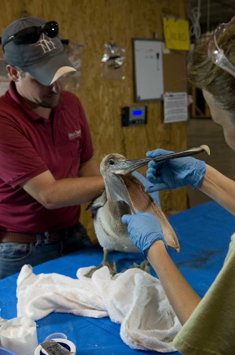 examining-a-sick-brown-pelican-from-the-oil-spill