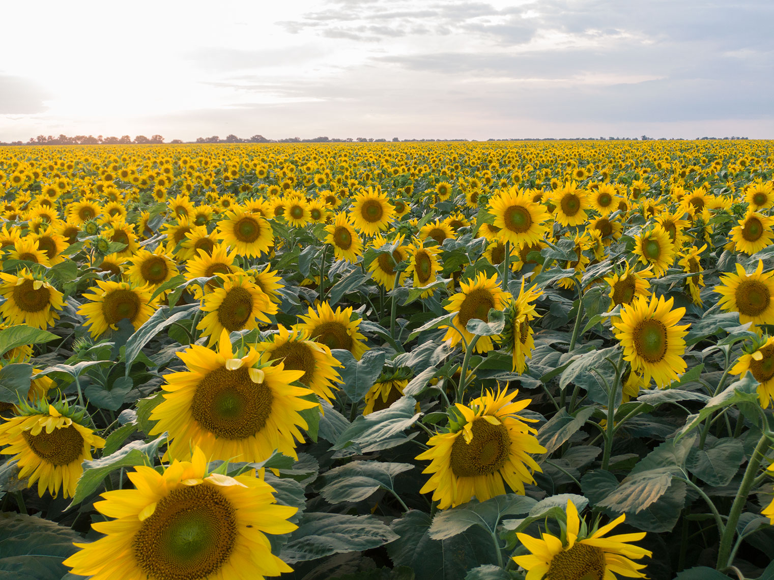 odessa-sunflowers