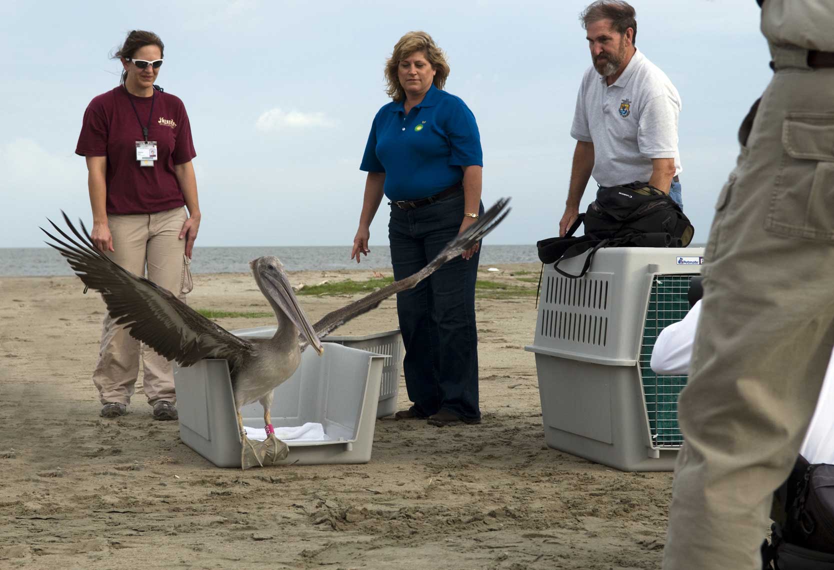 previously-oiled-brown-pelican-released