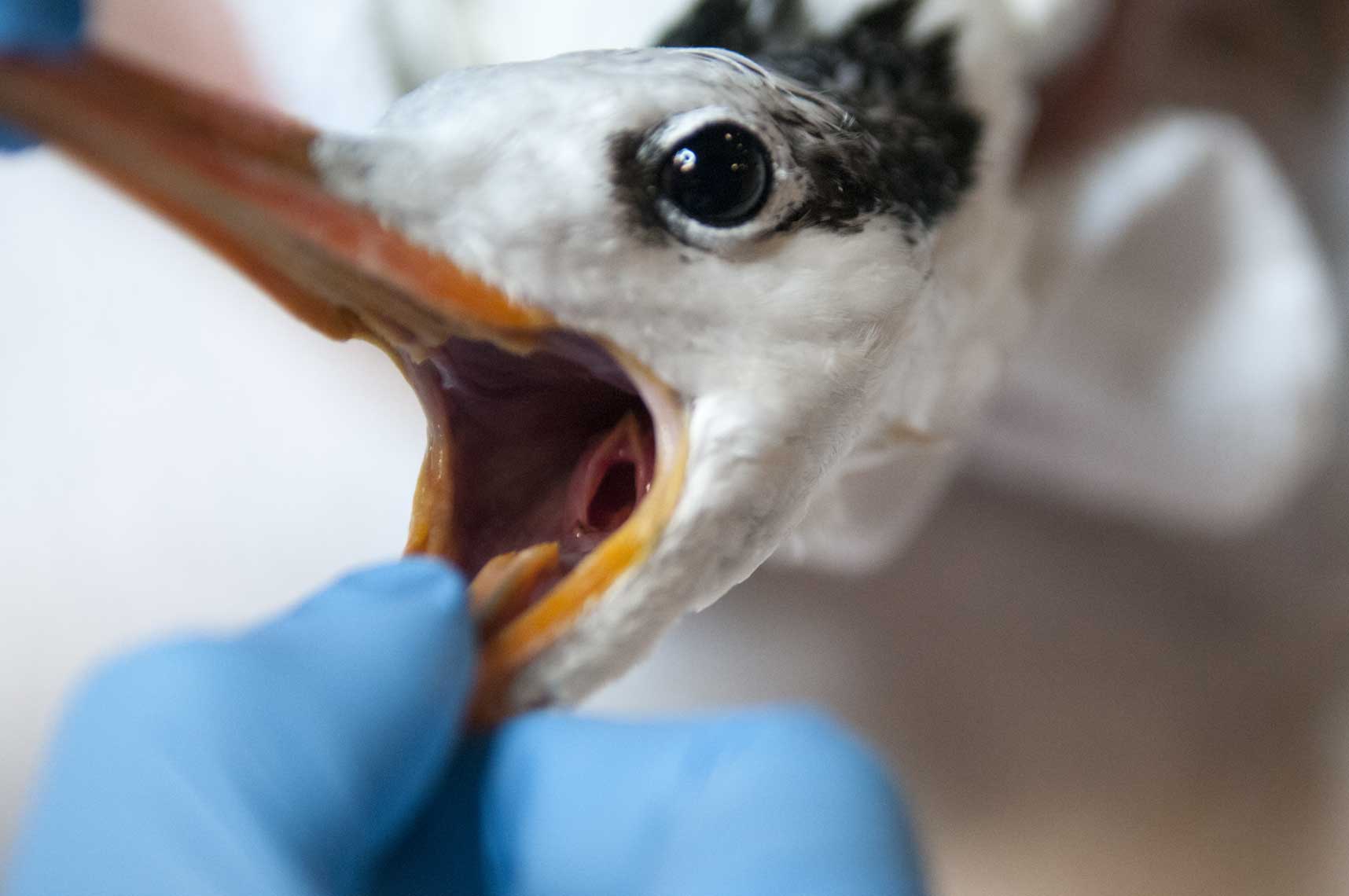 royal-tern-examined-for-a-parasite