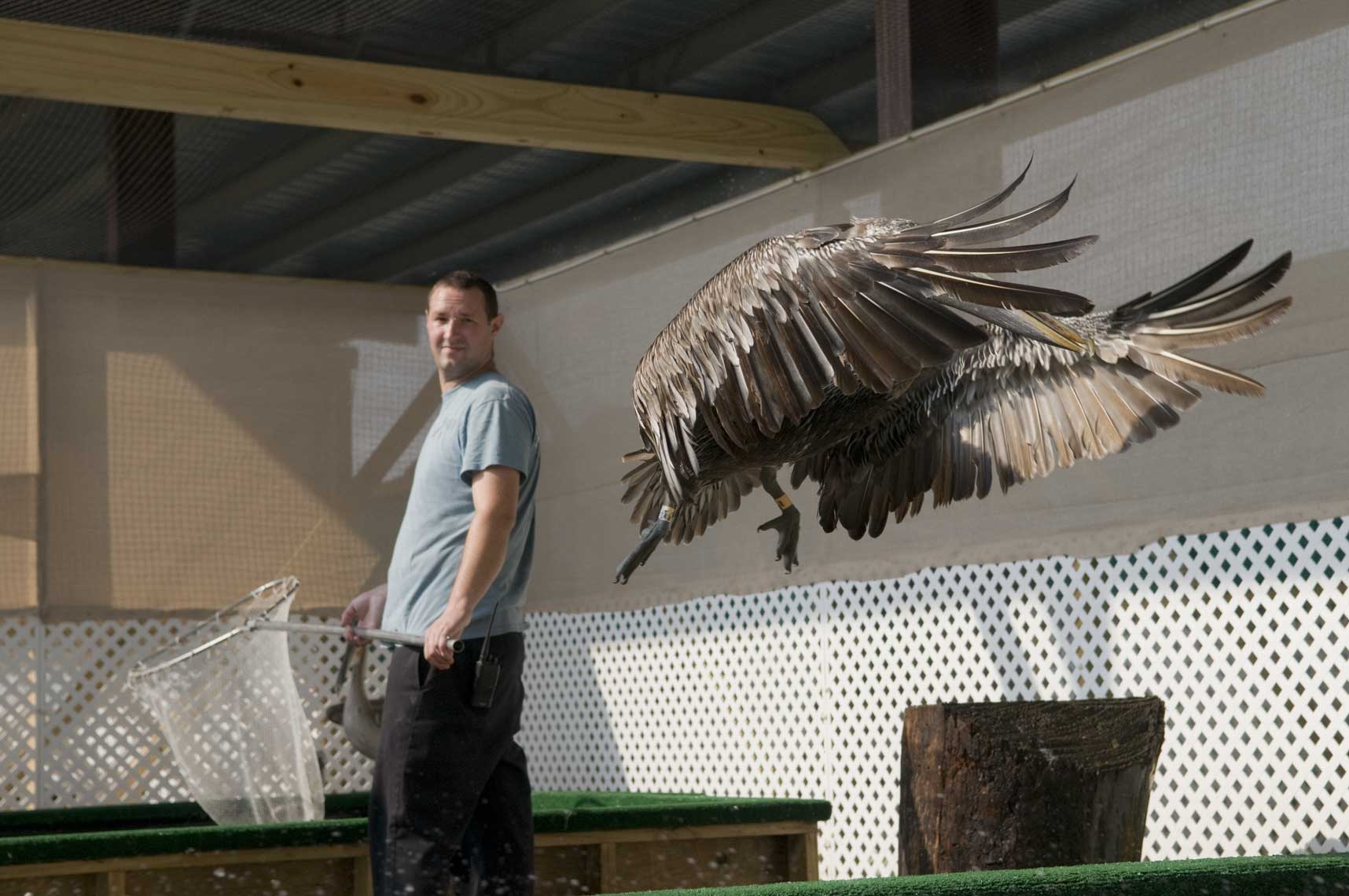 testing-the-flying-capabiliity-of-a-rehabilitated-brown-pelican