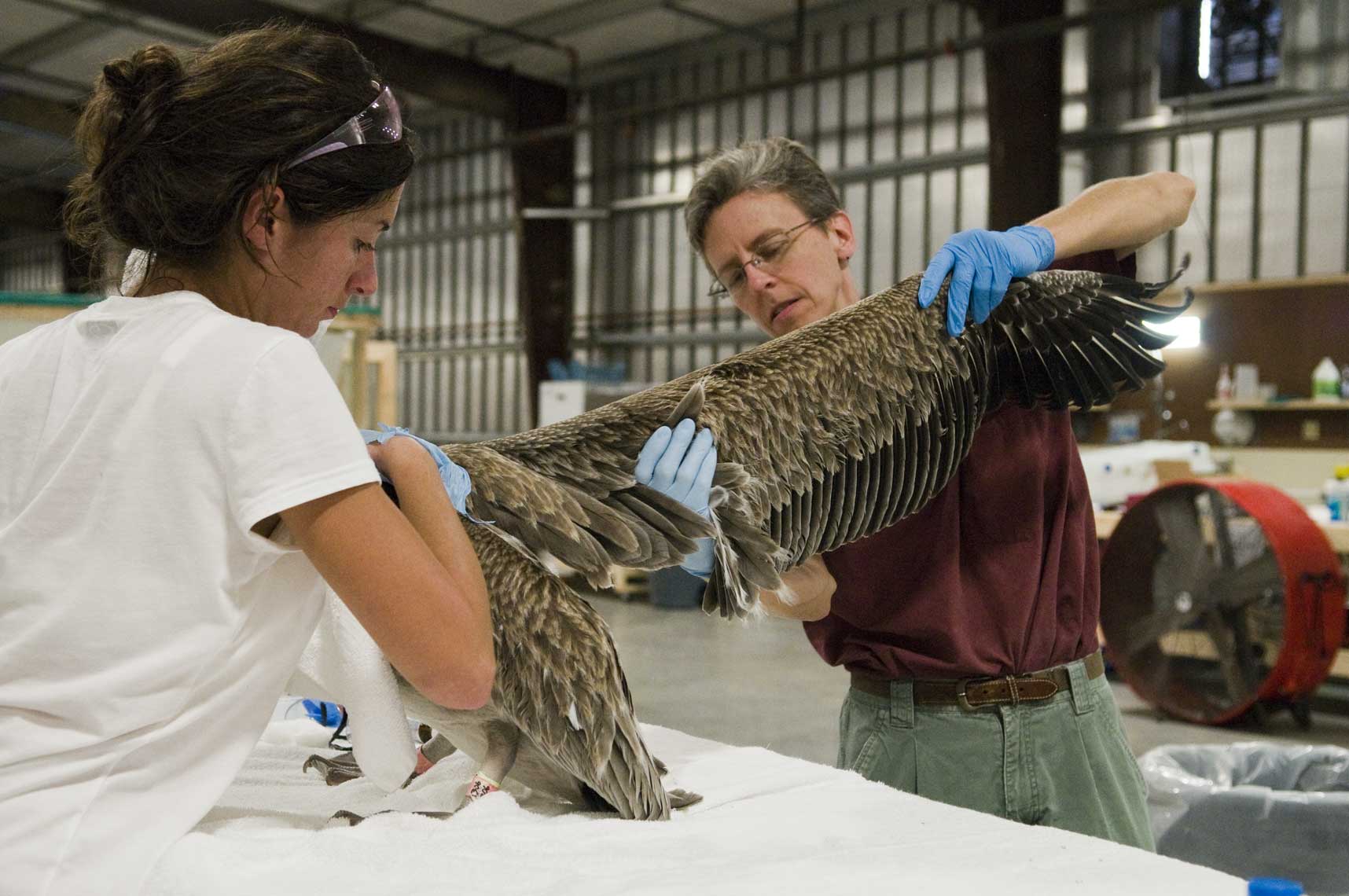wildlife-response-veterinarian-evaluating-a-brown-pelican